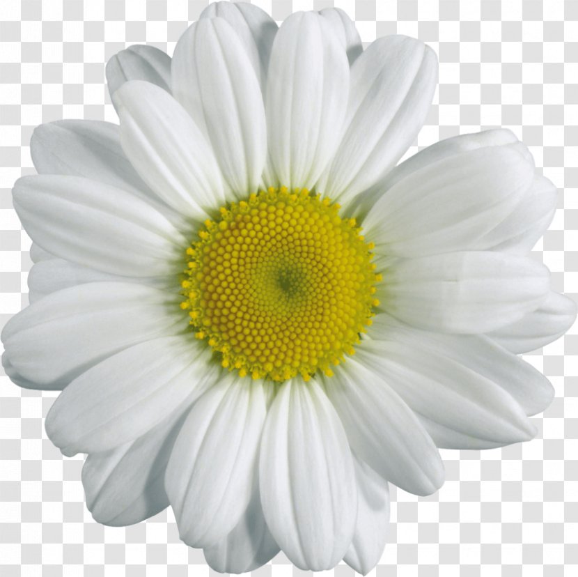 Chamomile Clip Art Image Transparency - Daisy Transparent PNG