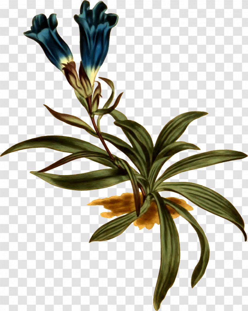 Plant Botany Botanical Illustration Gentiana Decumbens Curtis's Magazine - Mandrake - Dwarf Transparent PNG