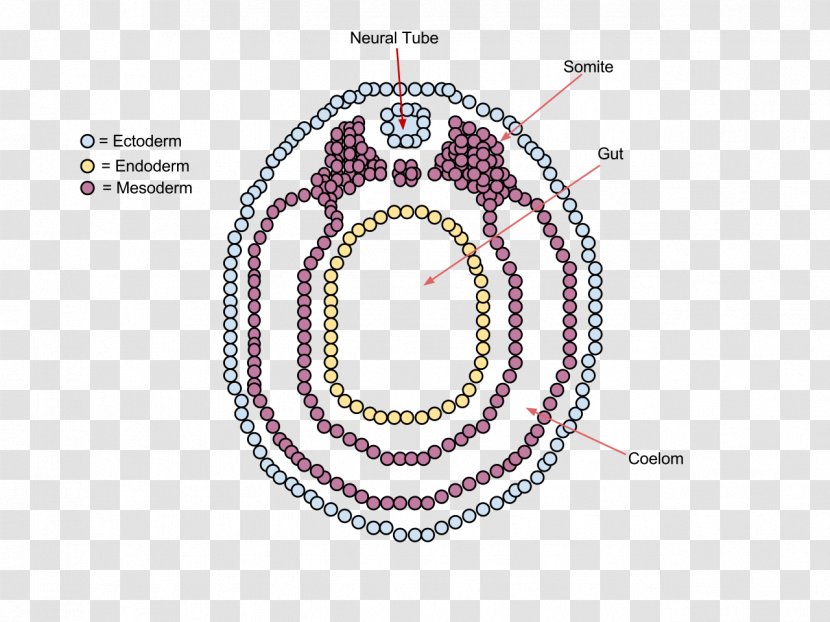 Vertebrate Neurulation Embryo Neural Tube - Gastrulation - Jewellery Transparent PNG