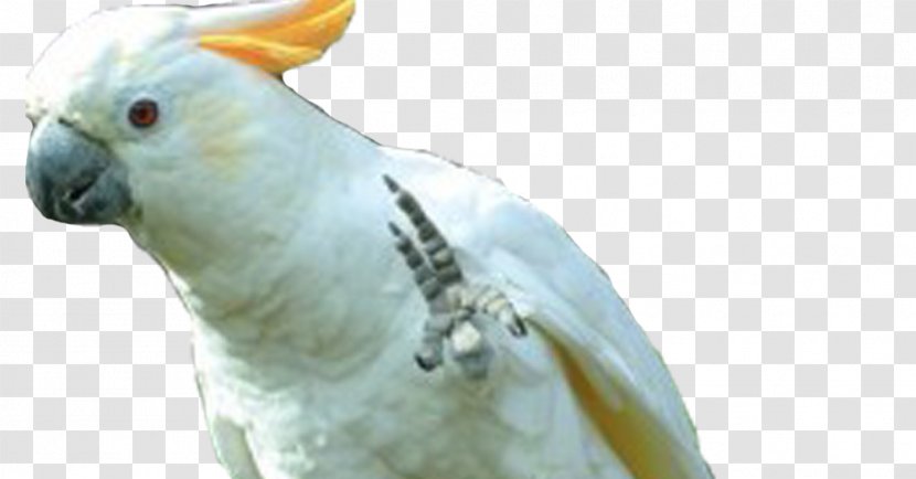 Sulphur-crested Cockatoo Cockatiel Budgerigar - Crest - Bird Transparent PNG