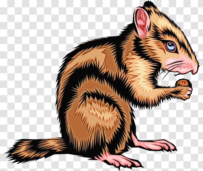 Clip Art Ferret Squirrel Rat Eastern Chipmunk Transparent PNG