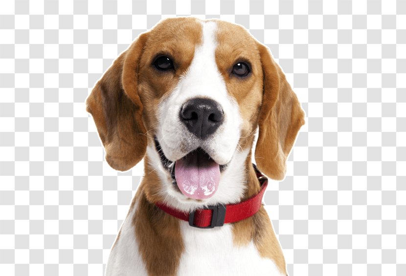 Beagle Wire Hair Fox Terrier Puppy Treeing Walker Coonhound Basset Hound - Hunting Dog Transparent PNG