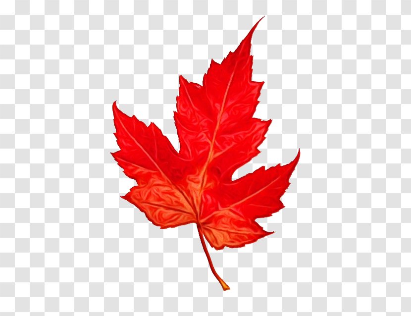 Red Maple Tree - Woody Plant - Sweet Gum Planetree Family Transparent PNG