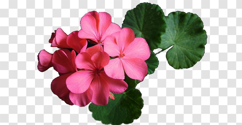 Clip Art Geraniums Image Plants - Collage - Cranesbill Transparent PNG