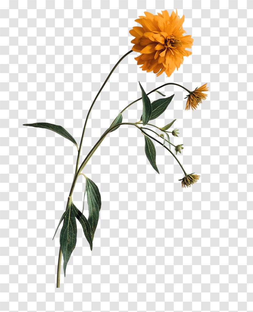 Flower - Lossless Compression - Chrysanthemum Transparent PNG