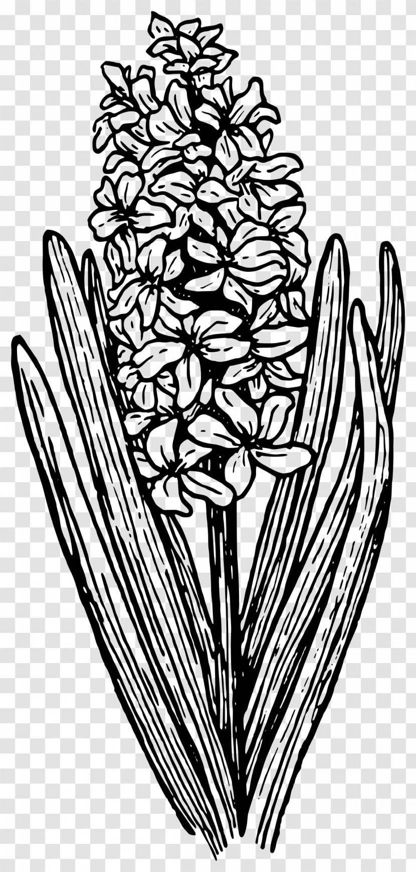 Drawing Clip Art - Common Water Hyacinth Transparent PNG
