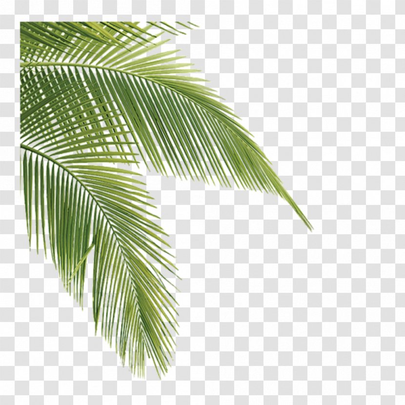 Leaf Asian Palmyra Palm Plants Tree Desktop Wallpaper - Plant Transparent PNG