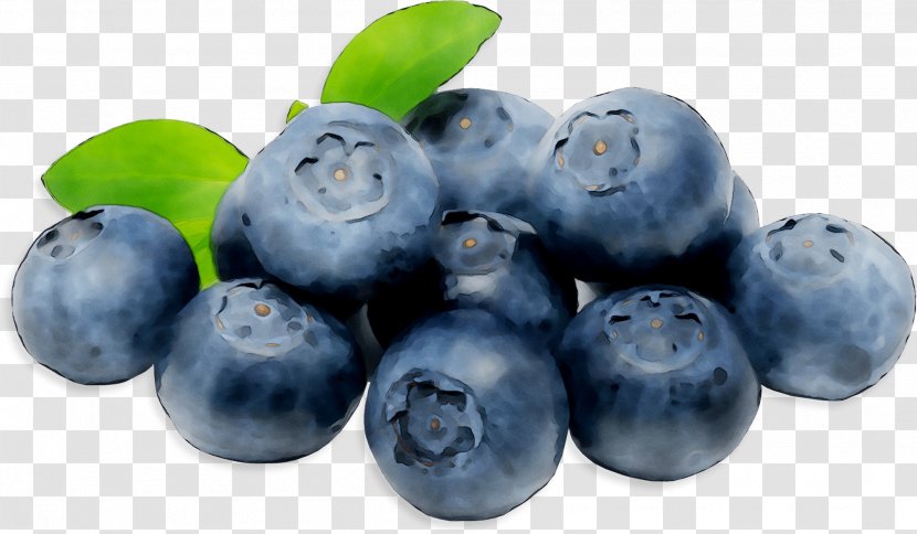 Blueberry Bilberry Superfood Product - Plant - Woody Transparent PNG
