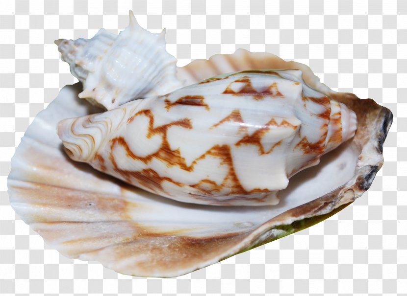 Baked Alaska Scallop Shankha Frozen Dessert Conchology - Dish Transparent PNG