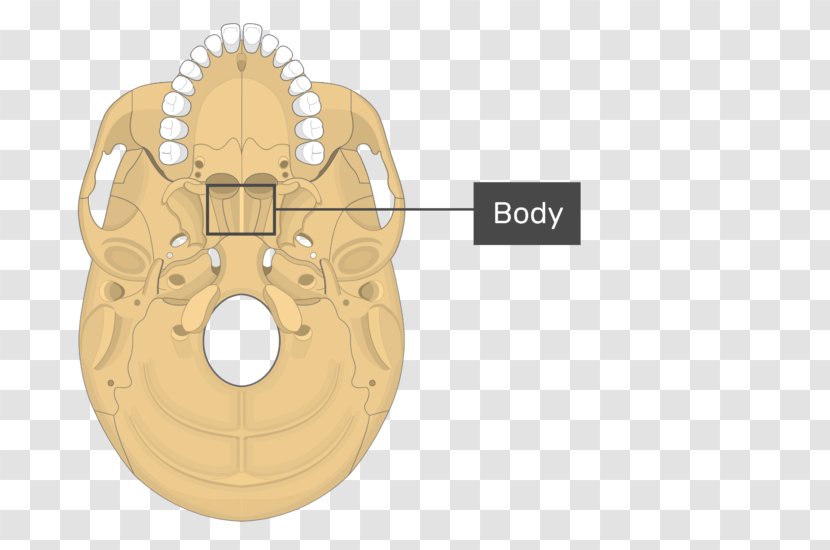 Pterygoid Processes Of The Sphenoid Bone Medial Muscle Lateral - Watercolor - Skull Transparent PNG