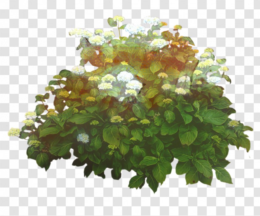 Judas-tree Shrub Clip Art Flower - Hydrangea Transparent PNG
