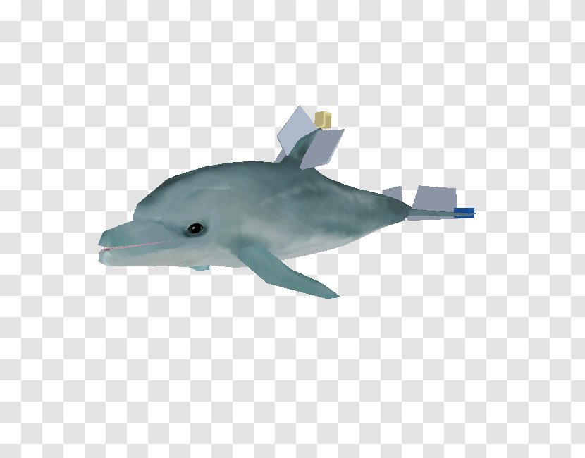 Common Bottlenose Dolphin Short-beaked Tucuxi Wholphin Porpoise - Fin - Water Transparent PNG