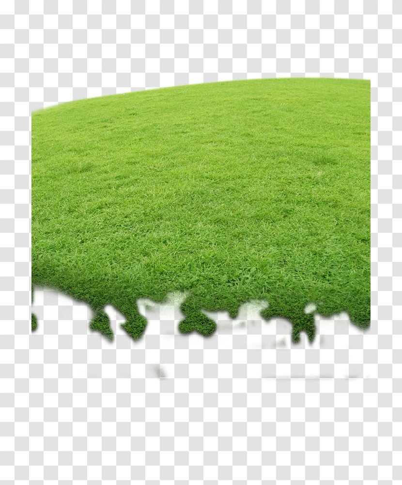 Google Images Download Designer - Search Engine - Grass Flat Transparent PNG