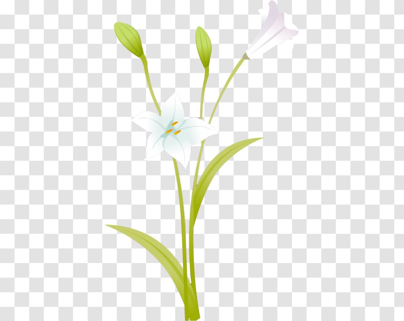 Cut Flowers Plant Stem Petal Clip Art - Flowering - Flower Transparent PNG