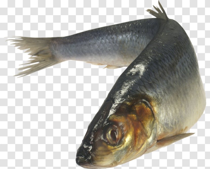 Fish Download Clip Art - Animal Source Foods Transparent PNG