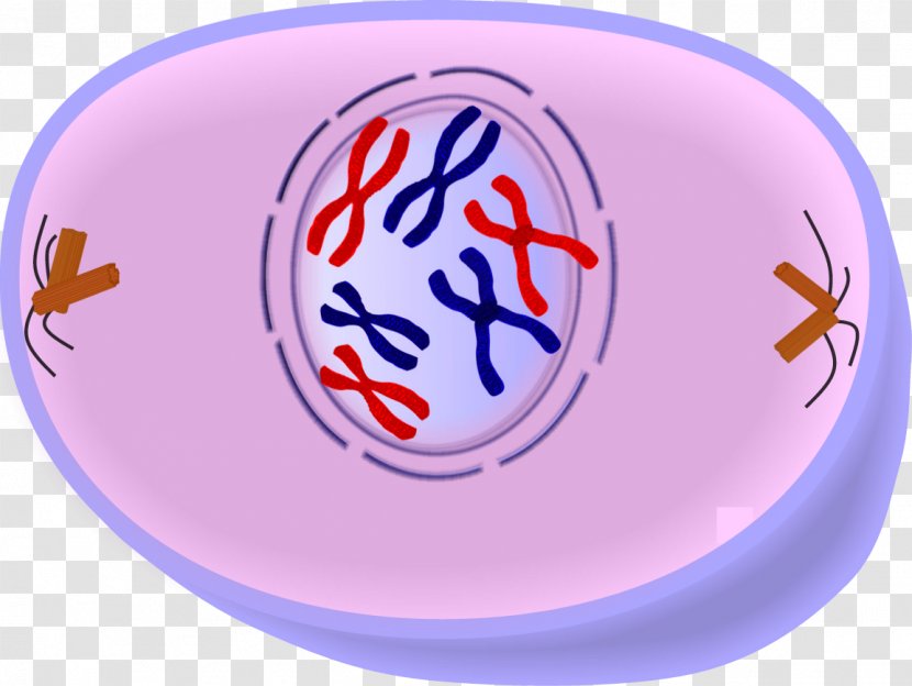Prophase Cell Division Mitosis Cycle Metaphase - Meiosis - Nuclear Envelope Transparent PNG