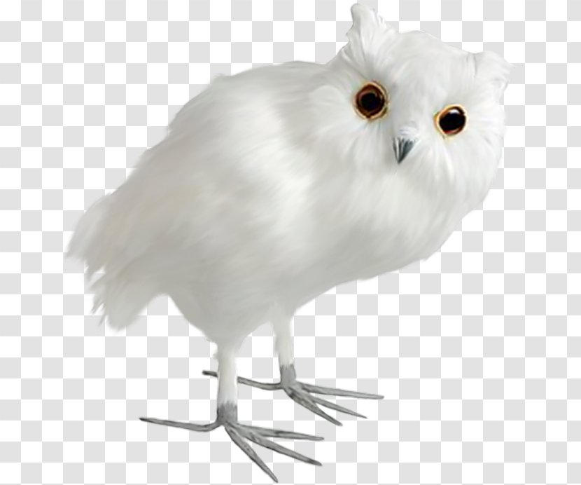 Owl Bird - Snowy Transparent PNG