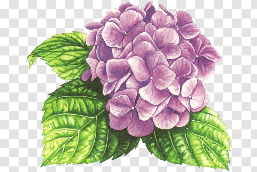 Hydrangea Watercolor Painting Drawing - Lilac Transparent PNG