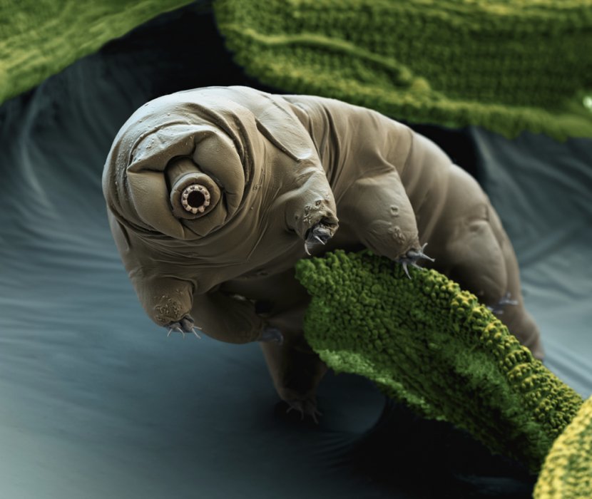 Tardigrade Micro-animal Vacuum Macrobiotus Sapiens Organism - Water - Flea Transparent PNG