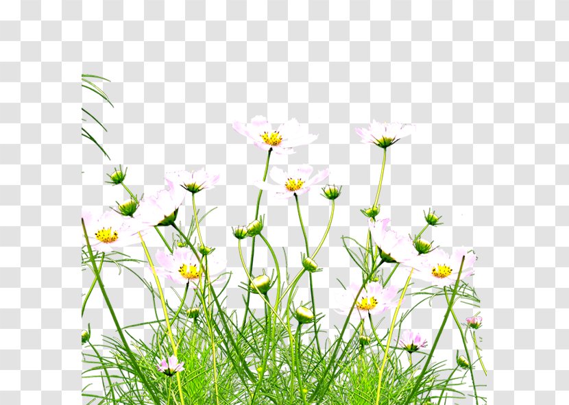 Kunshan Wildflower - Daisy - Jungle Wildflowers Transparent PNG