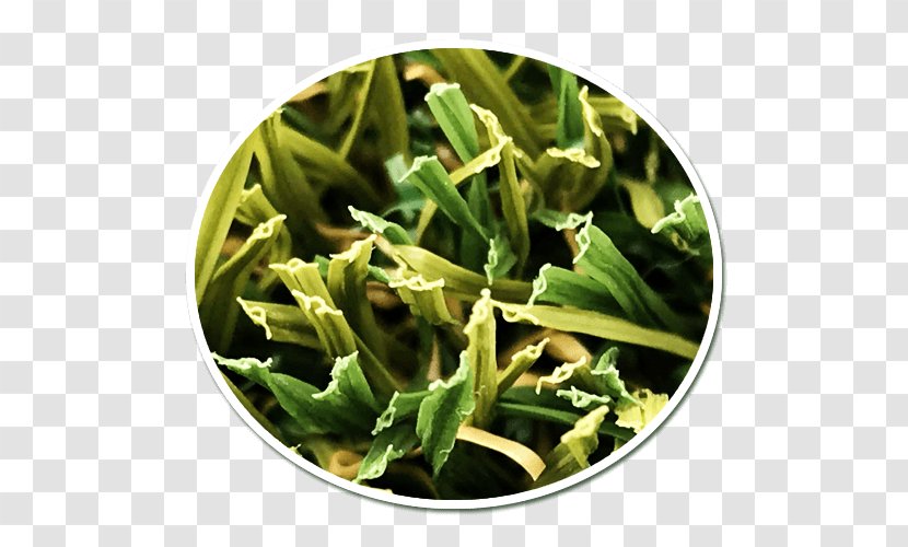 Artificial Turf Spinach Lawn Vegetarian Cuisine Herb - Research - Lush Grass Transparent PNG