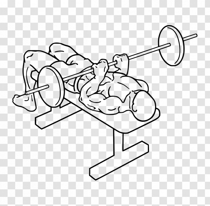 Bench Press Triceps Brachii Muscle Exercise Lying Extensions - Tree - Barbell Transparent PNG