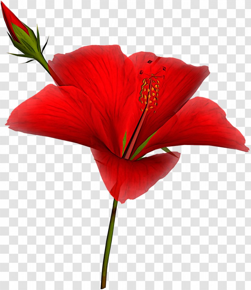 Flower Flowering Plant Petal Red - Pedicel Stem Transparent PNG