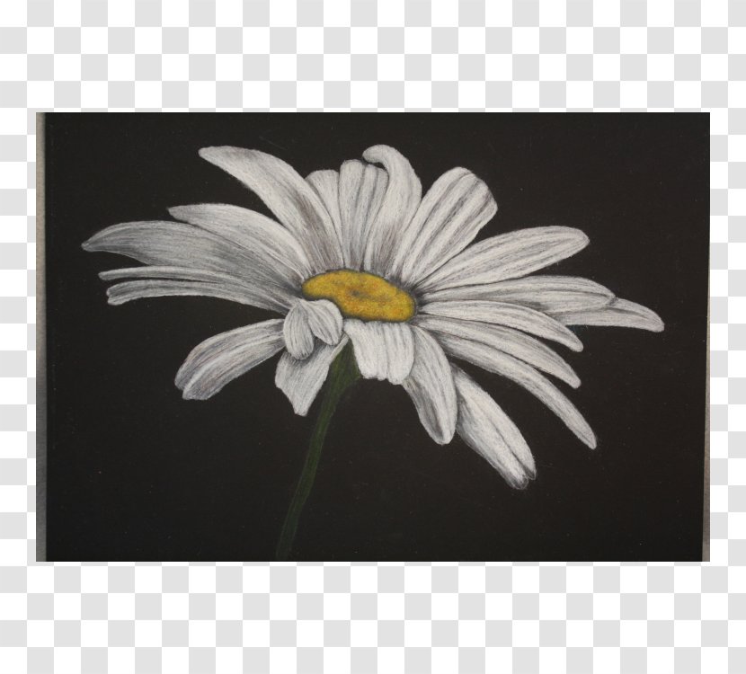 Common Daisy Oxeye Color Chamomile Pencil - Paint Transparent PNG