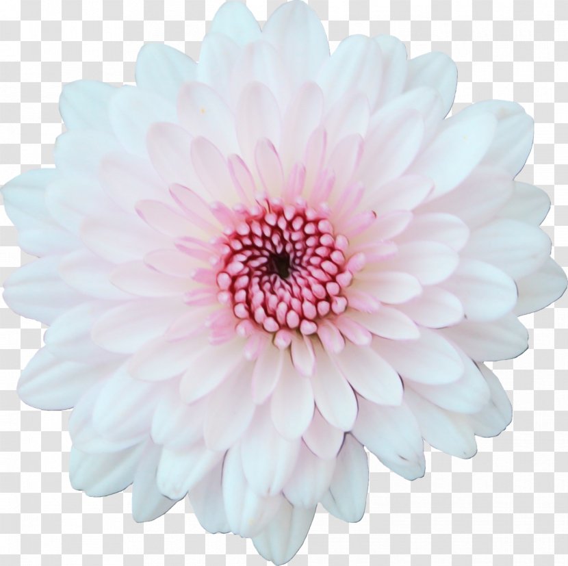 Transvaal Daisy Cut Flowers Chrysanthemum Dahlia Petal - Family - Plant Transparent PNG