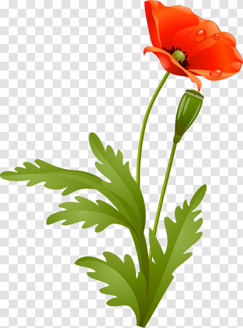 Flower Poppy Petal Plant Stem - Blume Transparent PNG