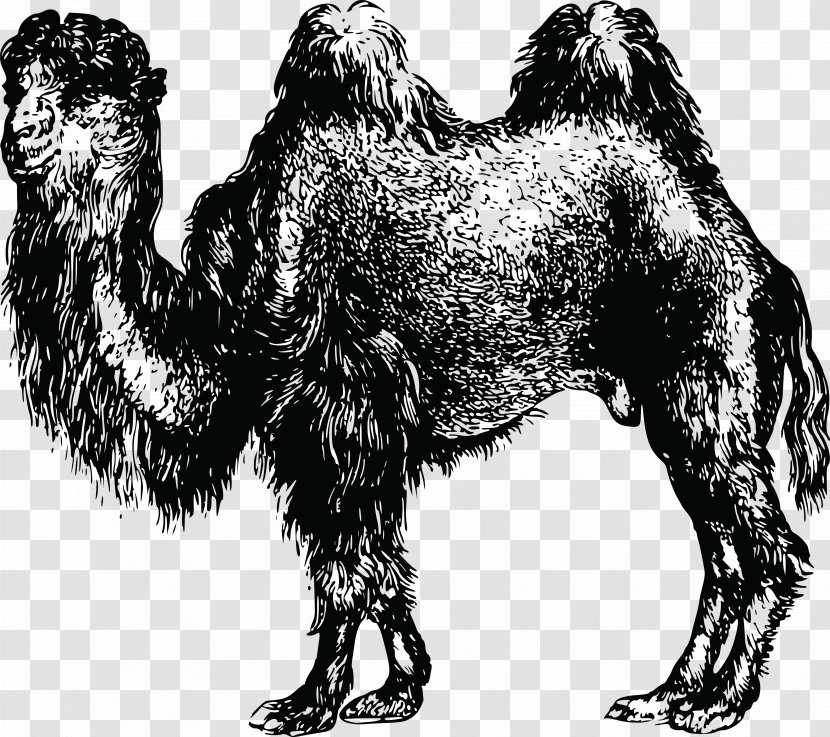 Dromedary Bactrian Camel Clip Art - Arabian - Bulldozer Transparent PNG