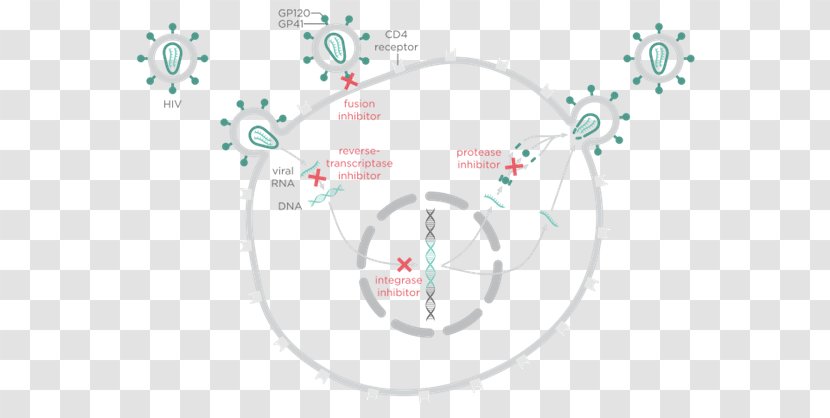 Abacavir / Dolutegravir Lamivudine Management Of HIV/AIDS - Tree - Hiv Virus Particle Transparent PNG