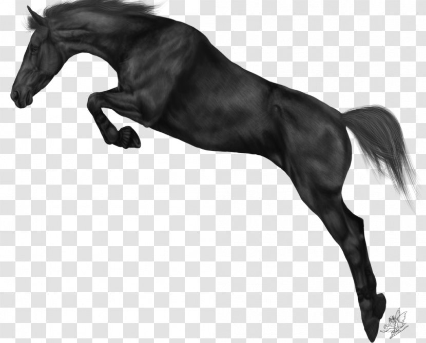 Arabian Horse Show Jumping Equestrian Friesian - Monochrome - Tail Transparent PNG