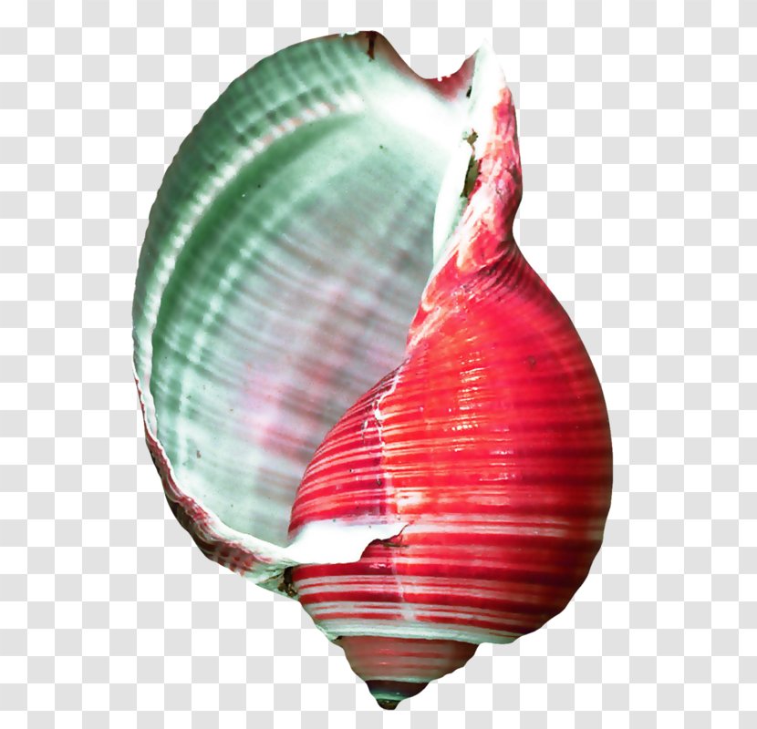 Conchology Seashell Cockle Oyster - Conch - Coquillage Transparent PNG