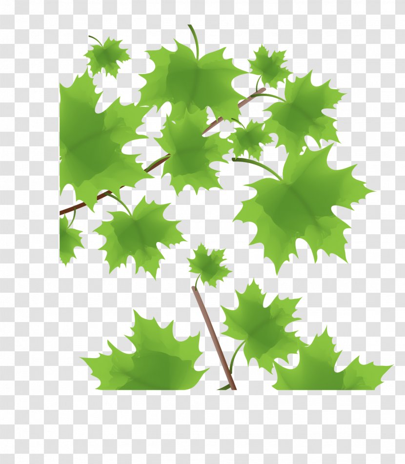 Green Maple Leaf - Grass - Vector Decoration Transparent PNG