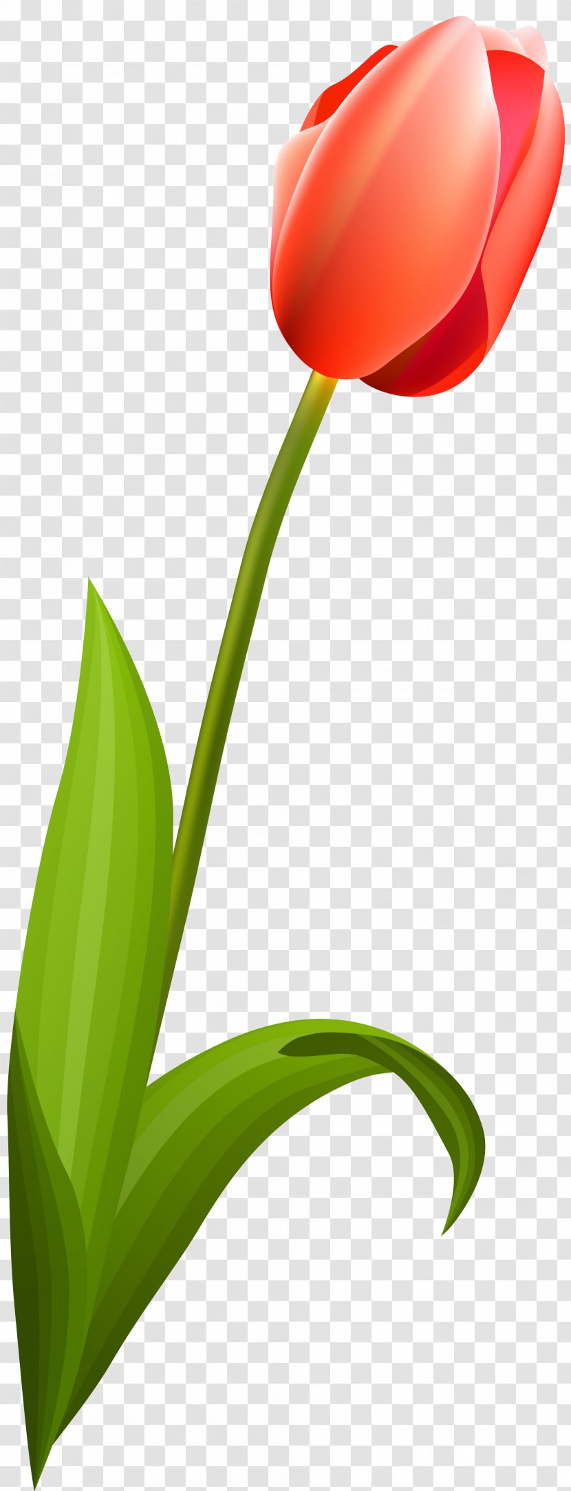 Flowering Plant Tulip Liliaceae Stem - Tulips Transparent PNG