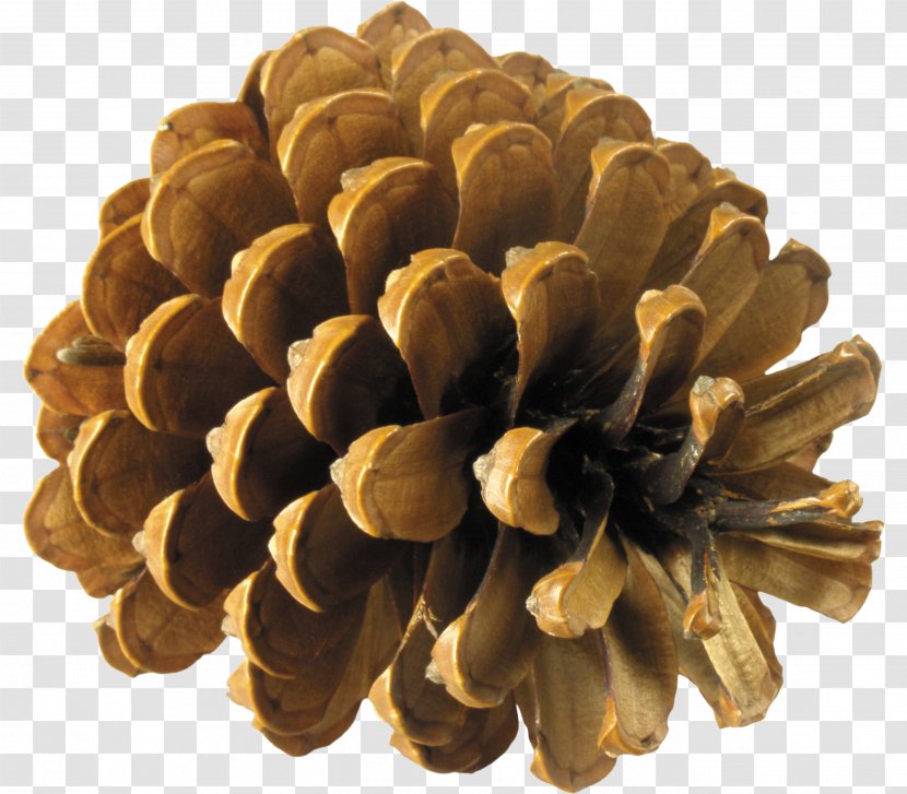 Pine Spruce Conifer Cone Fir - Seed - Material Transparent PNG