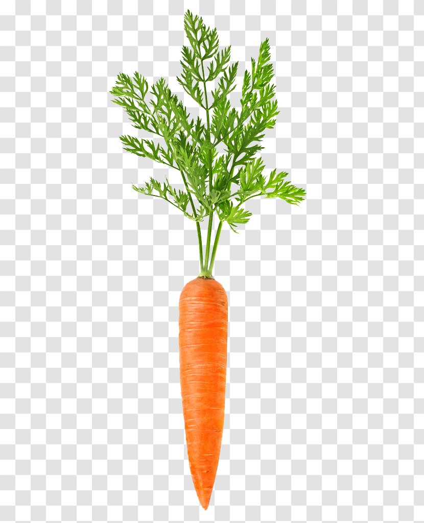 Carrot - Daucus Carota - Flowerpot Transparent PNG