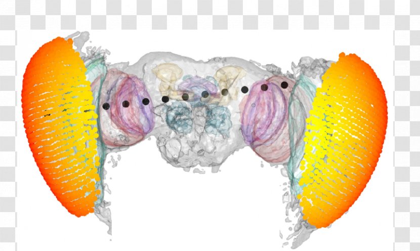 Fruit - Organism - Food Fly Transparent PNG