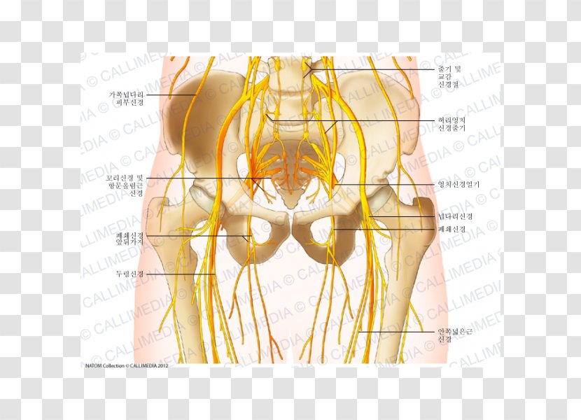 Pelvis Nerve Hip Human Anatomy Body - Cartoon - Nervous System Transparent PNG