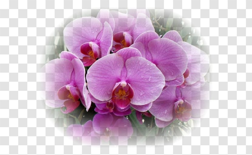 Moth Orchids Flower Plant Lilium - Orchid Transparent PNG