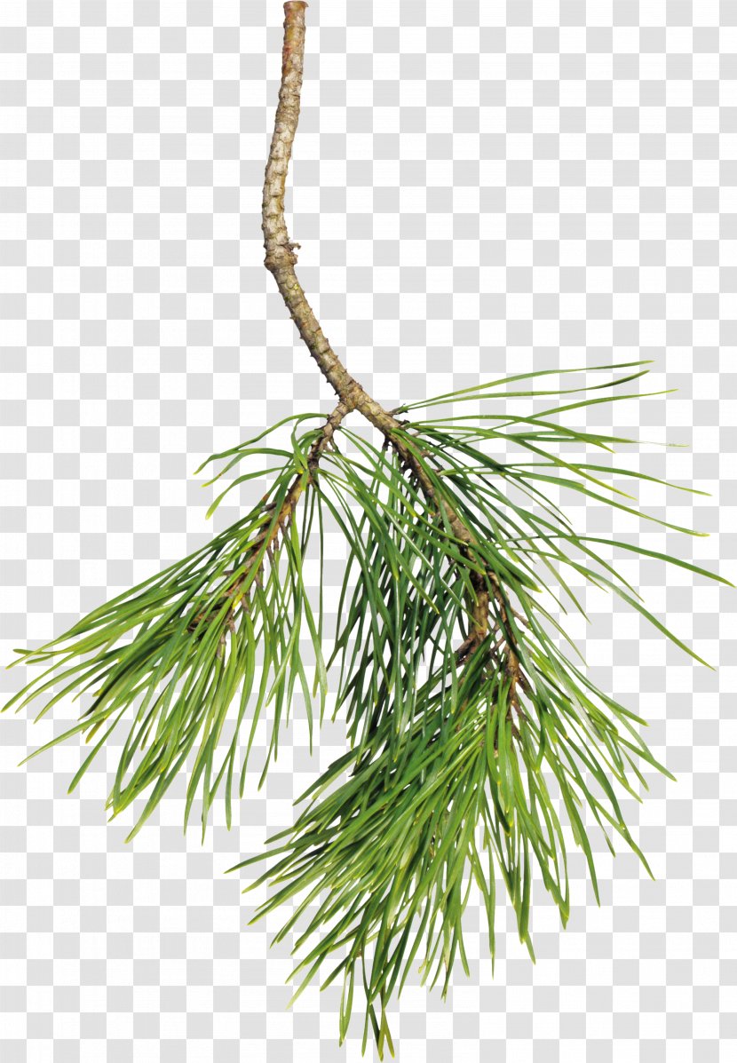 Pine Clip Art Christmas Tree Spruce - Fir - Cone Transparent PNG