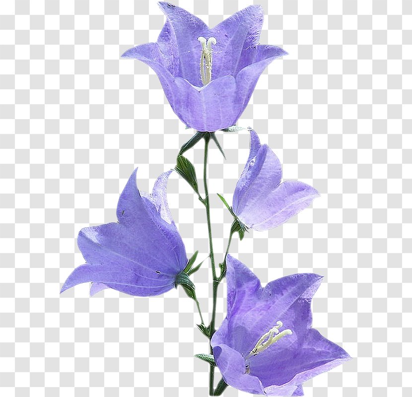 Flowering Plant Herbaceous Stem - Drawing - Purple Transparent PNG