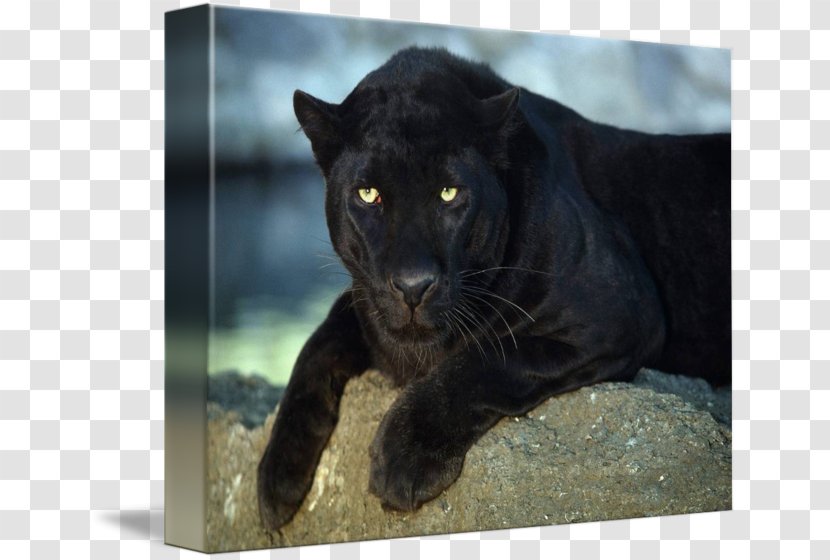 Cougar Imagekind Piña Colada Oil Painting - Black Pather Transparent PNG