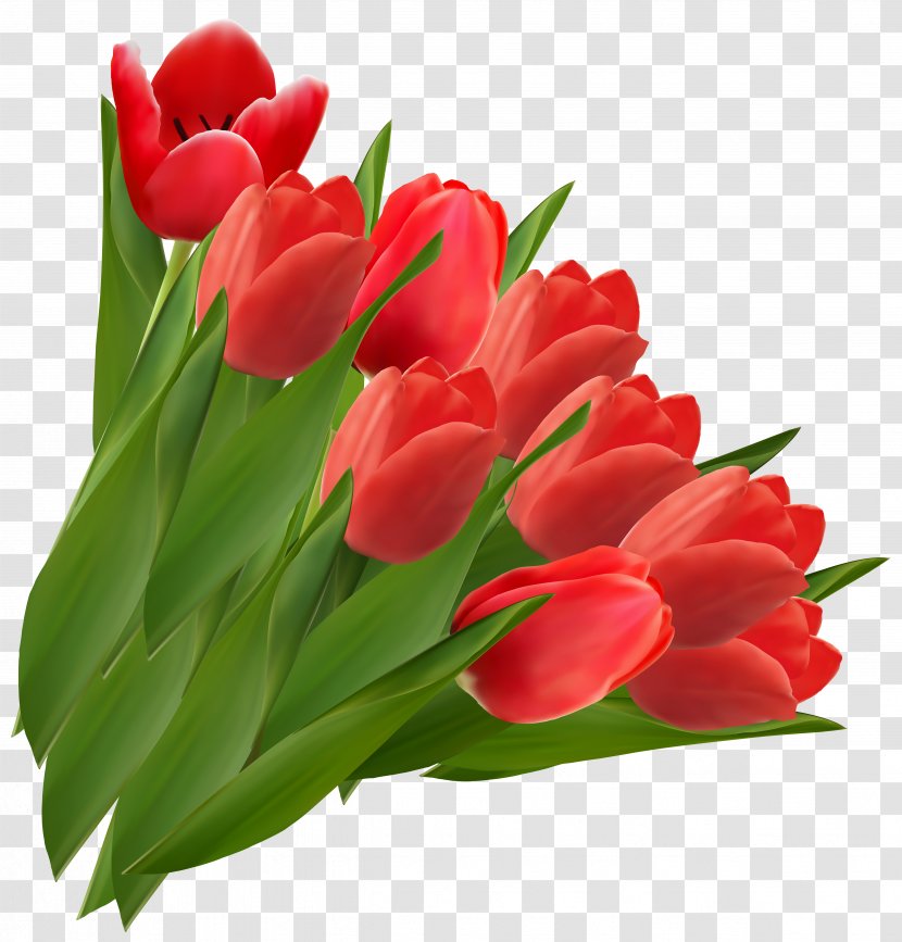 Tulip Flower Clip Art - Petal - Red Tulips Clipart Picture Transparent PNG