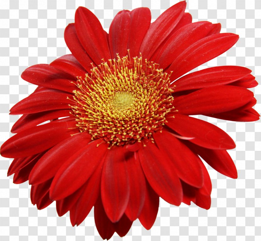Transvaal Daisy Common Clip Art - Royaltyfree - Red Sunflower Transparent PNG