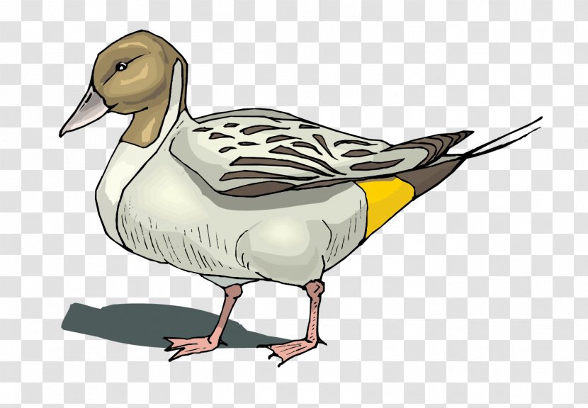 Mallard Duck Goose Poultry - Bird - Vector Material Transparent PNG
