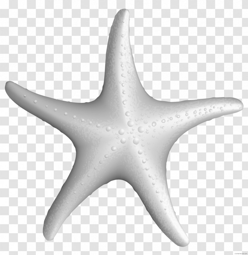 Clip Art Starfish Image Drawing - Cartoon Transparent PNG