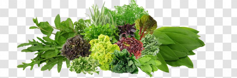 Vegetable Dill Wholesale Price Vendor Transparent PNG