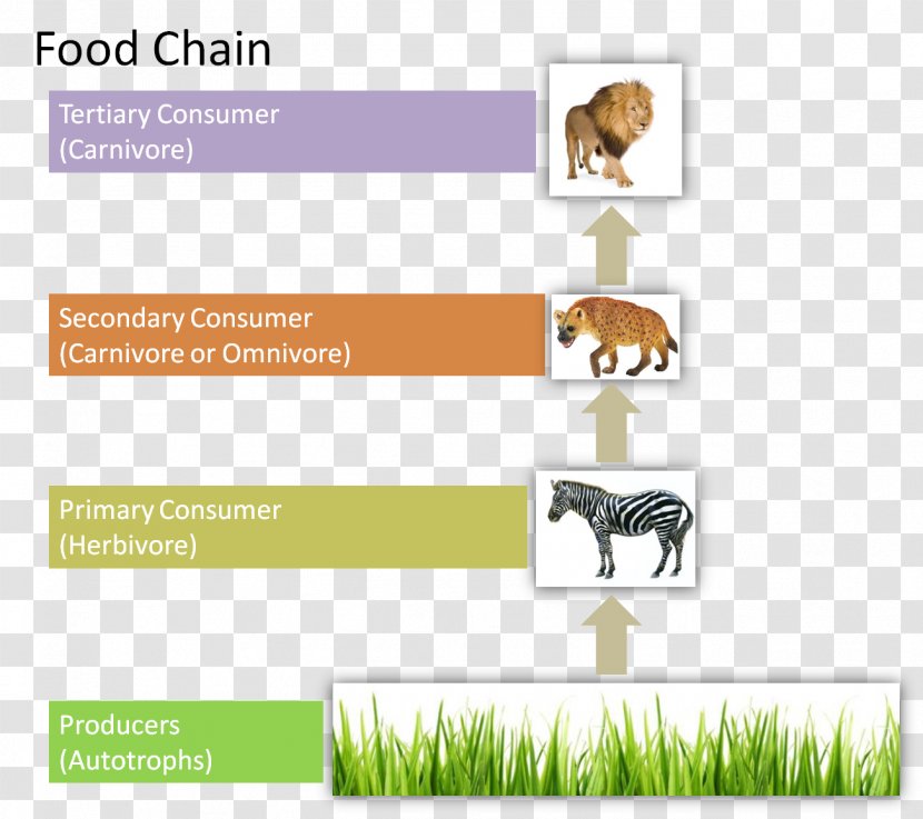 Food Chain Organism Energy Flow Web Ecology - Trophic Level Transparent PNG